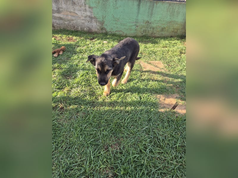 Stevie Welpe Schäferhund Mischling Rüde Junghund sucht Zuhause oder Pflegestelle