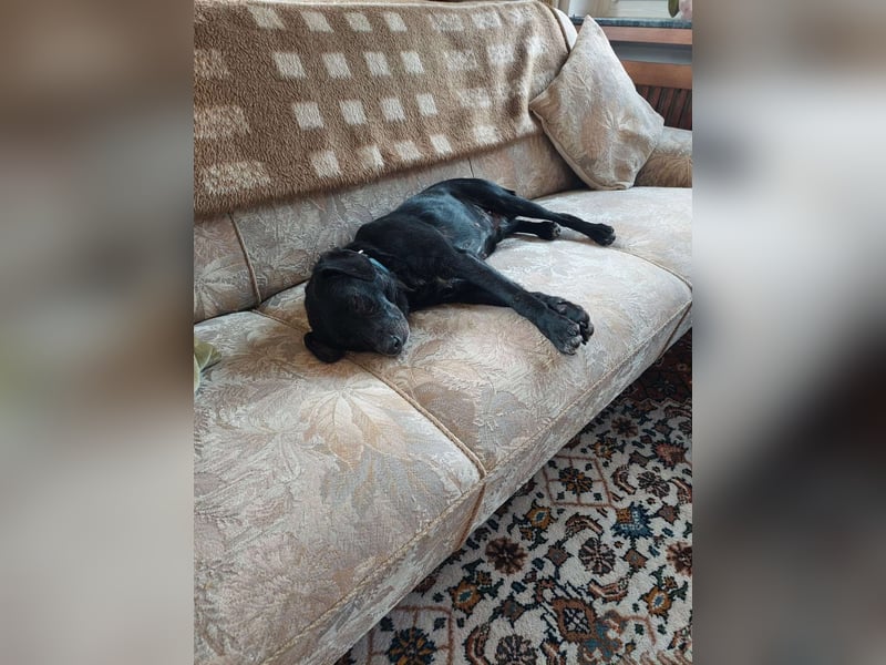 Molly kleine Mischlingshündin Mischling Hündin sucht Zuhause für immer