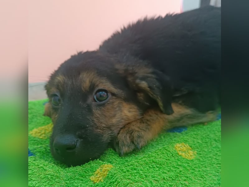 Turbo Welpe Mischling Rüde Junghund sucht Zuhause oder Pflegestelle