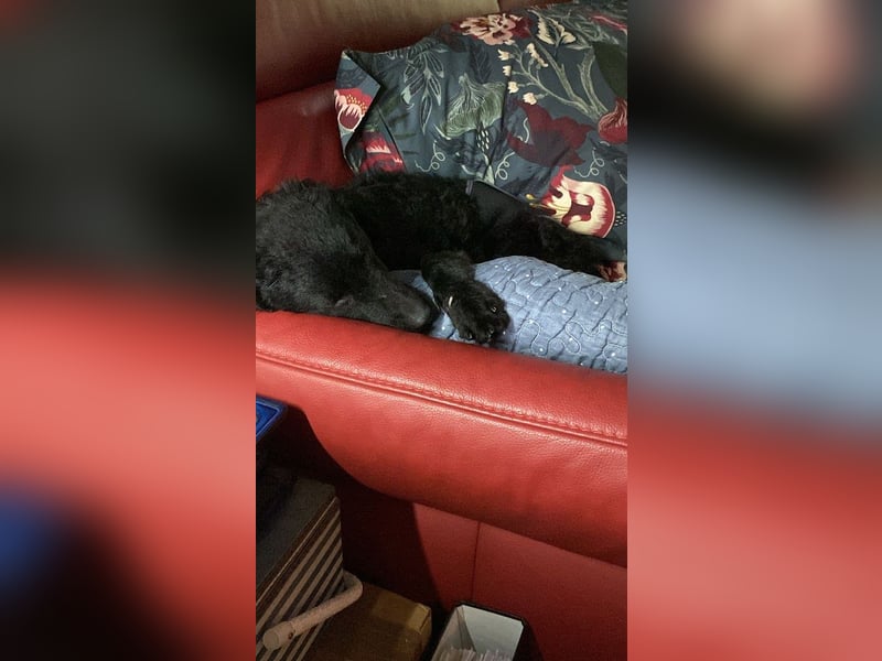 Yuna kroatischer Schäferhund Mischling Hündin sucht Zuhause für immer