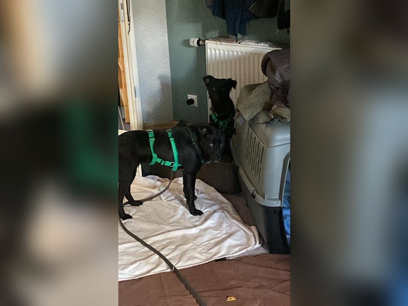 Yuna kroatischer Schäferhund Mischling Hündin sucht Zuhause für immer