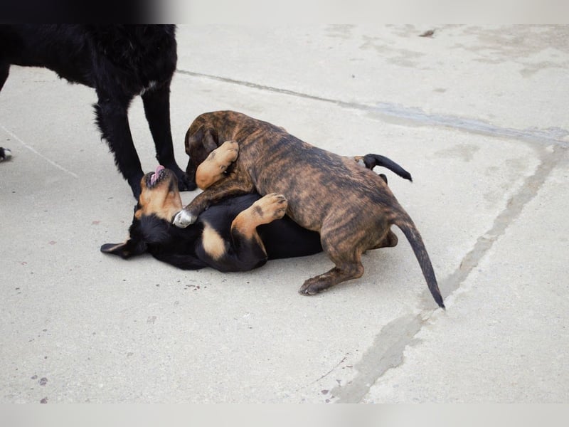 Leia kleine Hündin Mischling Junghund sucht Zuhause oder Pflegestelle