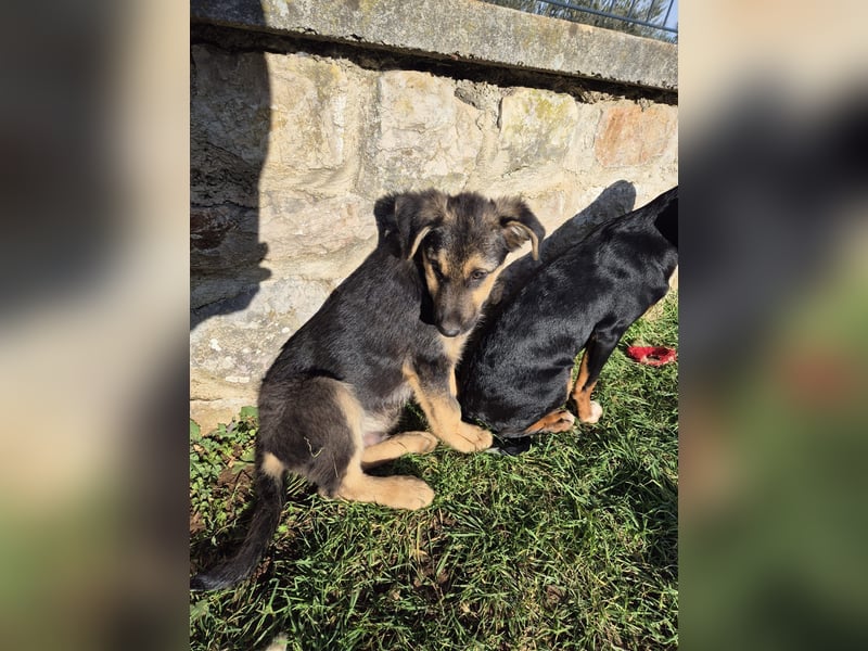 Stevie Welpe Schäferhund Mischling Rüde Junghund sucht Zuhause oder Pflegestelle