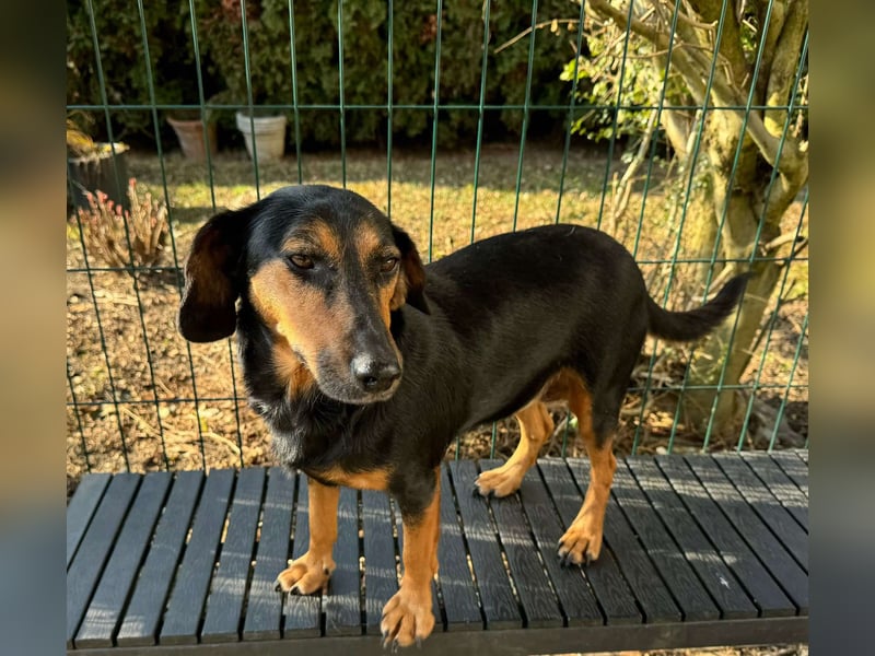 Mausi / Dea kleine, zierliche Mischling Hündin sucht Zuhause oder Pflegestelle