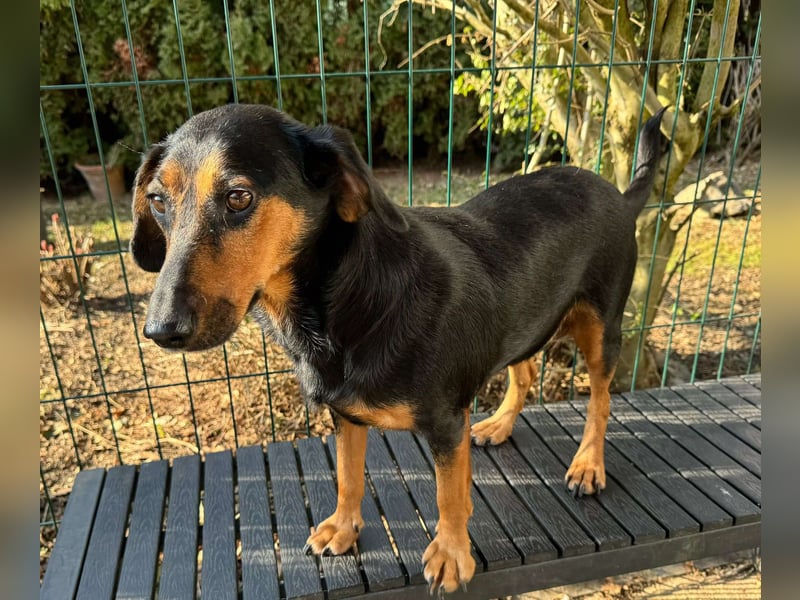 Mausi / Dea kleine, zierliche Mischling Hündin sucht Zuhause oder Pflegestelle