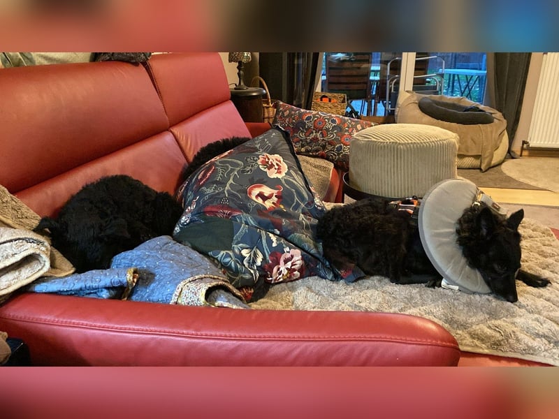 Yuna kroatischer Schäferhund Mischling Hündin sucht Zuhause für immer