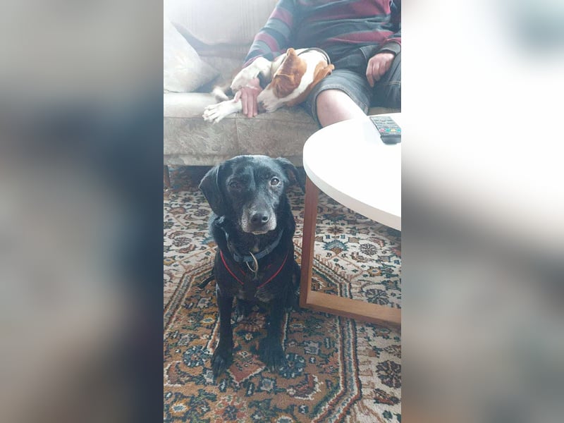 Molly kleine Mischlingshündin Mischling Hündin sucht Zuhause für immer