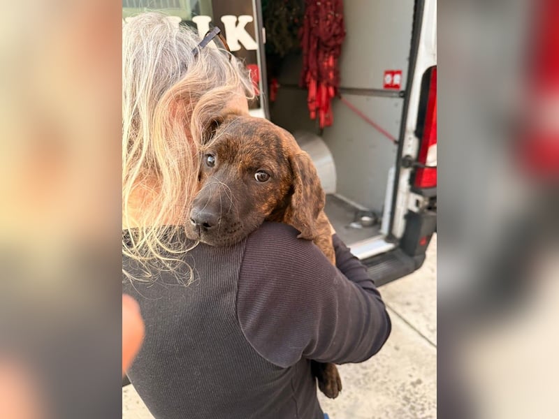 Leia kleine Hündin Mischling Junghund sucht Zuhause oder Pflegestelle