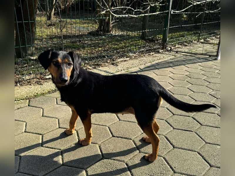 Mausi / Dea kleine, zierliche Mischling Hündin sucht Zuhause oder Pflegestelle