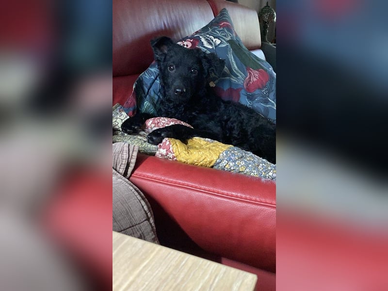 Yuna kroatischer Schäferhund Mischling Hündin sucht Zuhause für immer