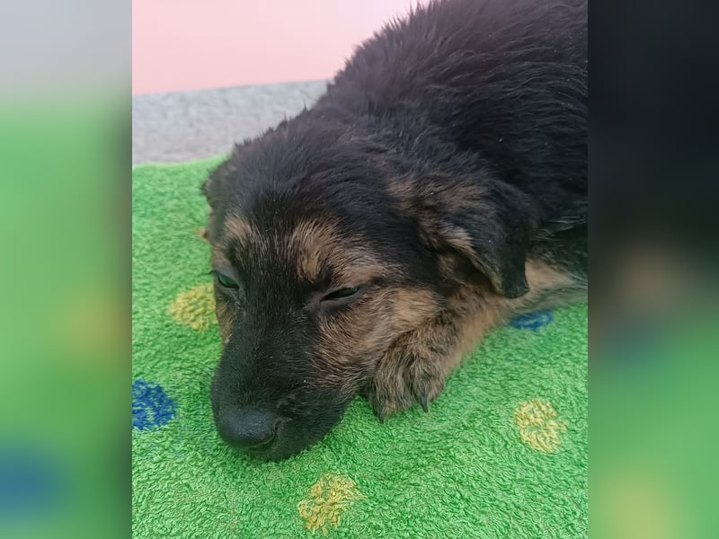 Turbo Welpe Mischling Rüde Junghund sucht Zuhause oder Pflegestelle