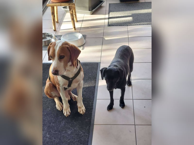 Molly kleine Mischlingshündin Mischling Hündin sucht Zuhause für immer