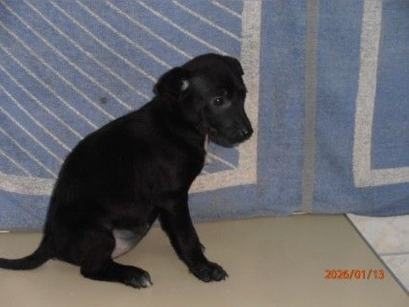 Athene süßer Welpe Mischling Hündin Junghund sucht Zuhause oder Pflegestelle