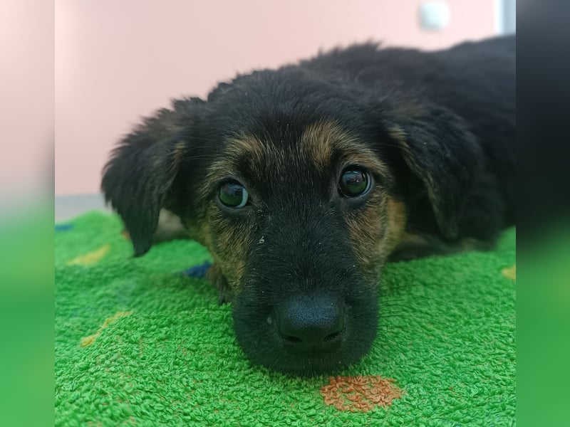Turbo Welpe Mischling Rüde Junghund sucht Zuhause oder Pflegestelle
