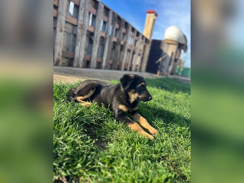 Shila Welpe Schäferhund Mischling Hündin sucht Zuhause oder Pflegestelle