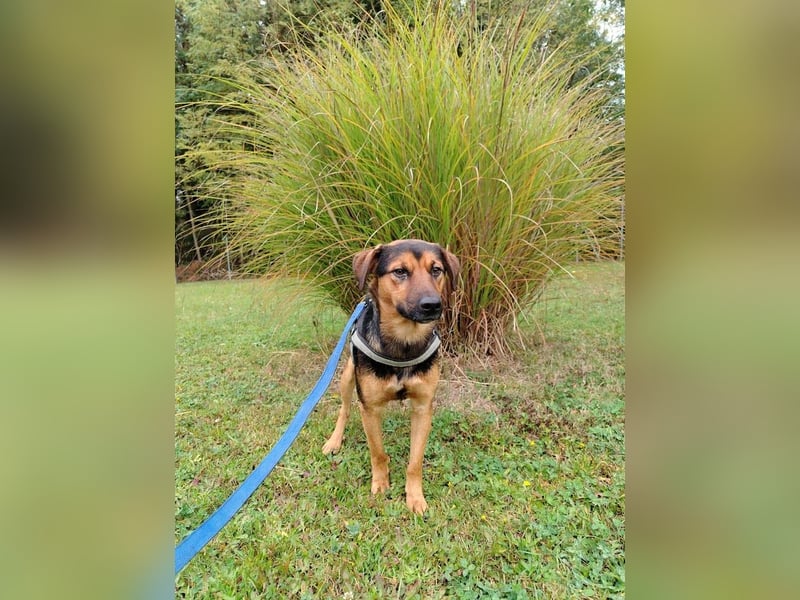 Ravi Traumhund Mischling Rüde Junghund sucht Zuhause für immer