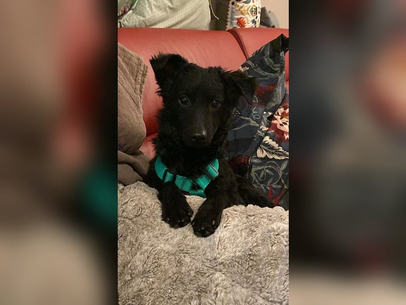 Yuna kroatischer Schäferhund Mischling Hündin sucht Zuhause für immer