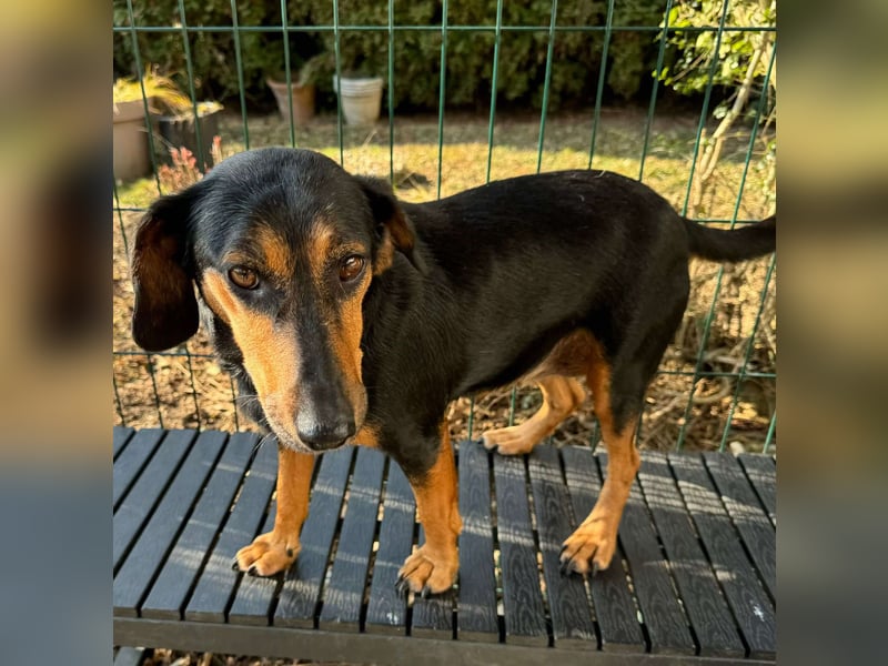 Mausi / Dea kleine, zierliche Mischling Hündin sucht Zuhause oder Pflegestelle