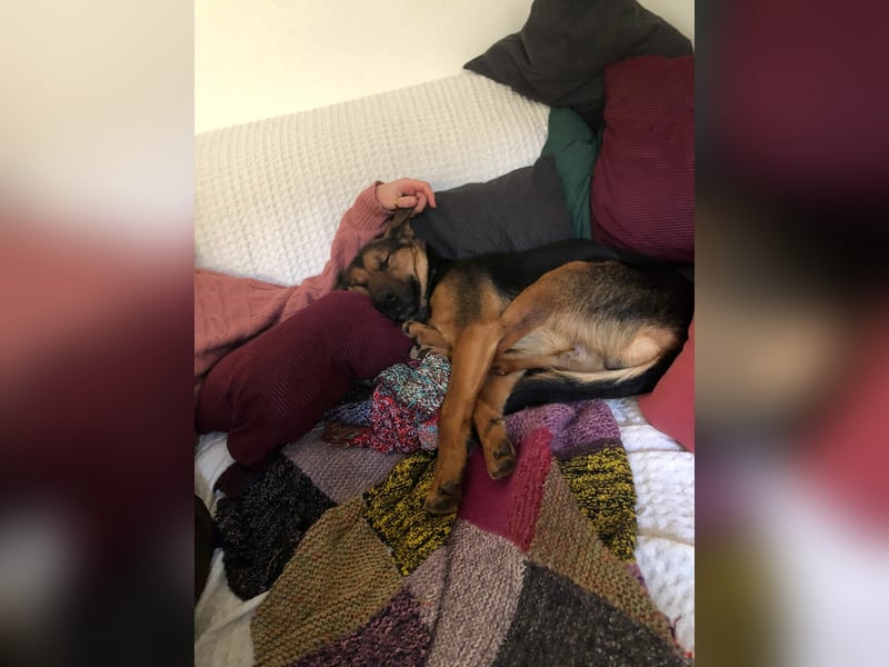 Ravi Traumhund Mischling Rüde Junghund sucht Zuhause für immer