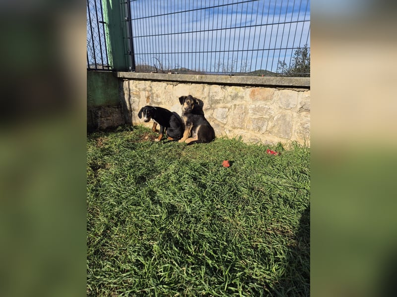 Stevie Welpe Schäferhund Mischling Rüde Junghund sucht Zuhause oder Pflegestelle