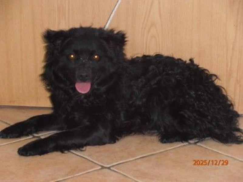 Marlo kroatischer Schäferhund Mischling Rüde Junghund sucht Zuhause oder Pflegestelle