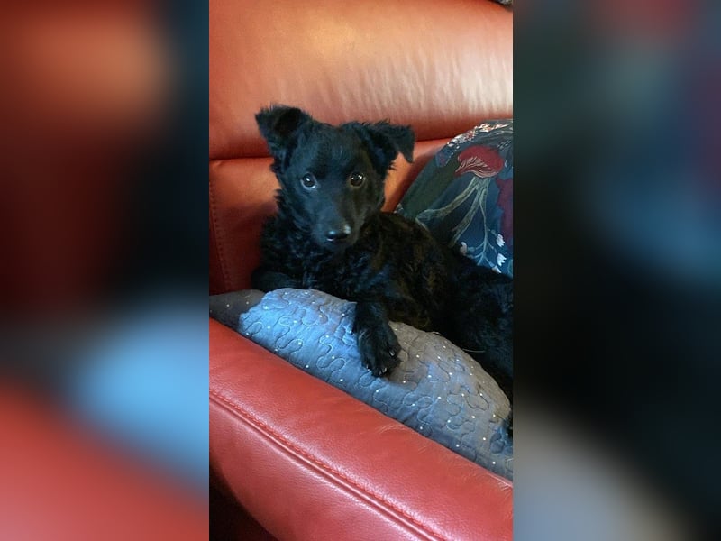 Yuna kroatischer Schäferhund Mischling Hündin sucht Zuhause für immer