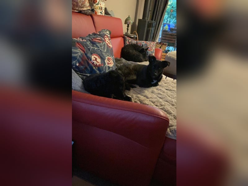 Yuna kroatischer Schäferhund Mischling Hündin sucht Zuhause für immer