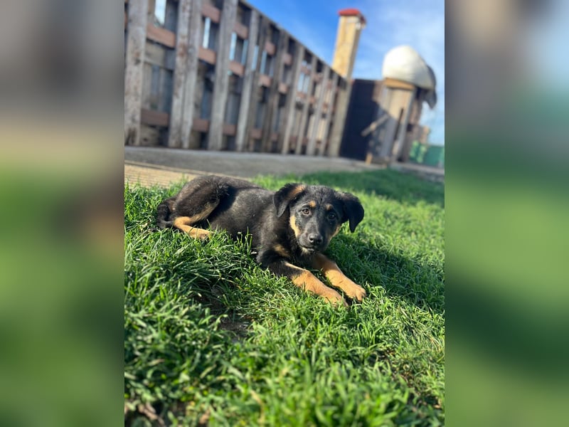 Shila Welpe Schäferhund Mischling Hündin sucht Zuhause oder Pflegestelle