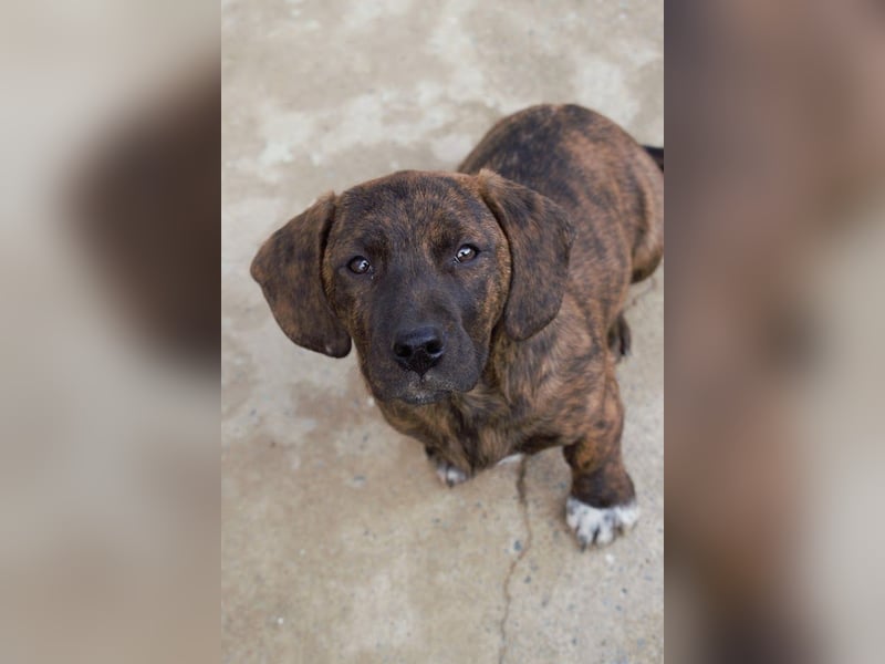 Leia kleine Hündin Mischling Junghund sucht Zuhause oder Pflegestelle