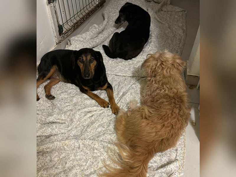 Mausi / Dea kleine, zierliche Mischling Hündin sucht Zuhause oder Pflegestelle