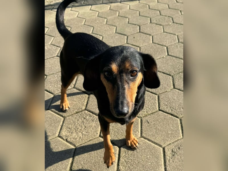 Mausi / Dea kleine, zierliche Mischling Hündin sucht Zuhause oder Pflegestelle