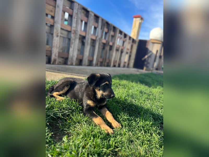 Shila Welpe Schäferhund Mischling Hündin sucht Zuhause oder Pflegestelle