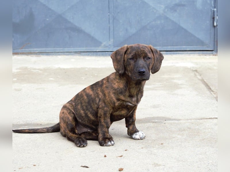 Leia kleine Hündin Mischling Junghund sucht Zuhause oder Pflegestelle