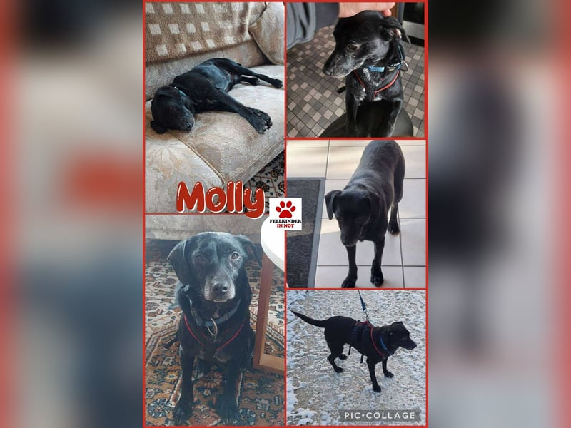 Molly kleine Mischlingshündin Mischling Hündin sucht Zuhause für immer