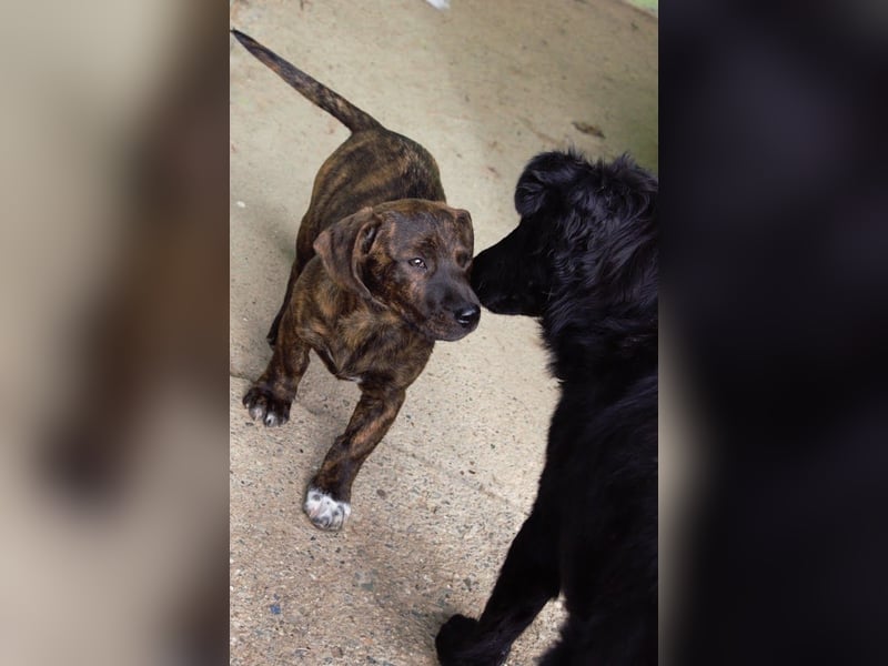 Leia kleine Hündin Mischling Junghund sucht Zuhause oder Pflegestelle