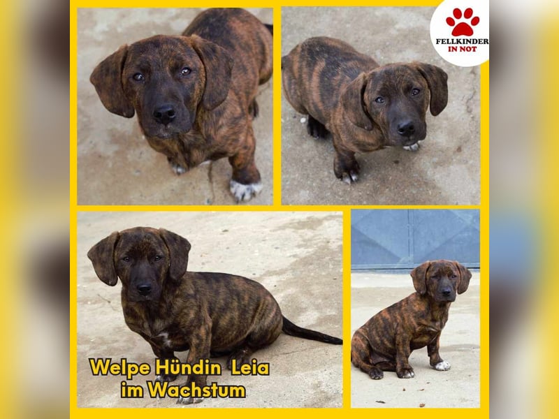 Leia kleine Hündin Mischling Junghund sucht Zuhause oder Pflegestelle