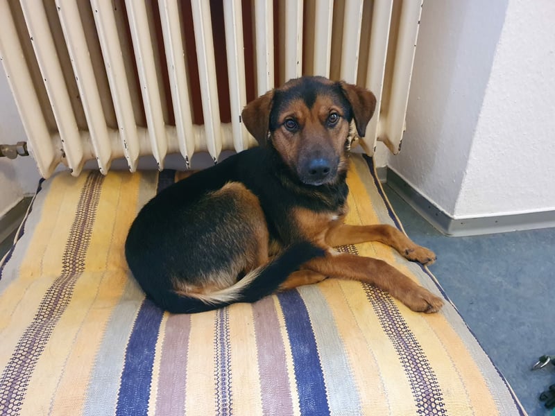 Ravi Traumhund Mischling Rüde Junghund sucht Zuhause für immer