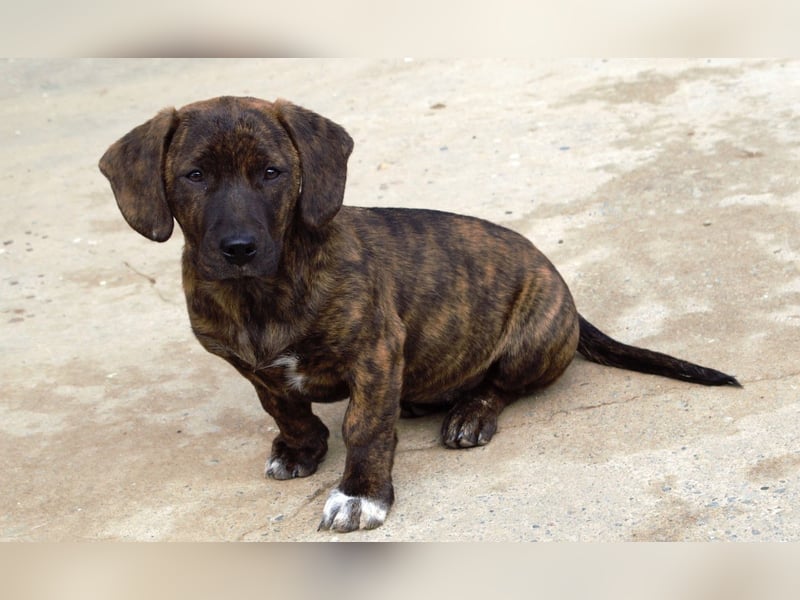 Leia kleine Hündin Mischling Junghund sucht Zuhause oder Pflegestelle