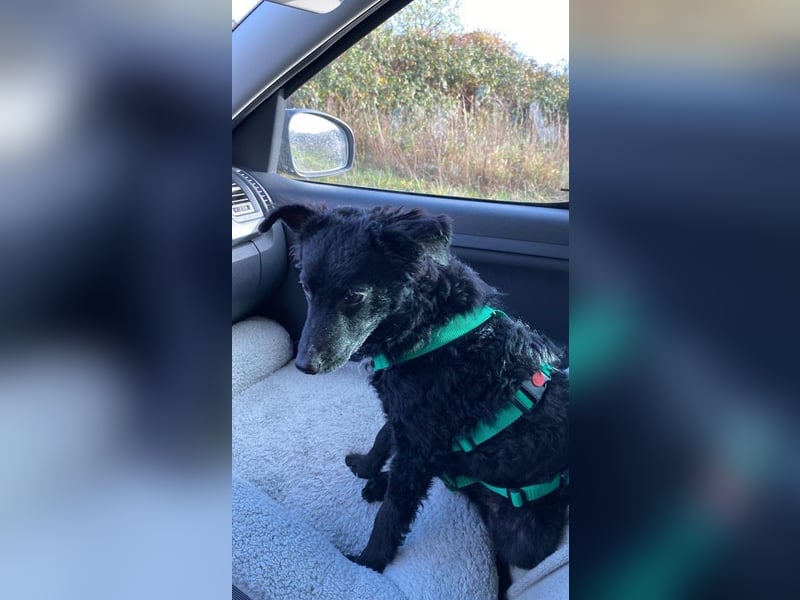 Yuna kroatischer Schäferhund Mischling Hündin sucht Zuhause für immer