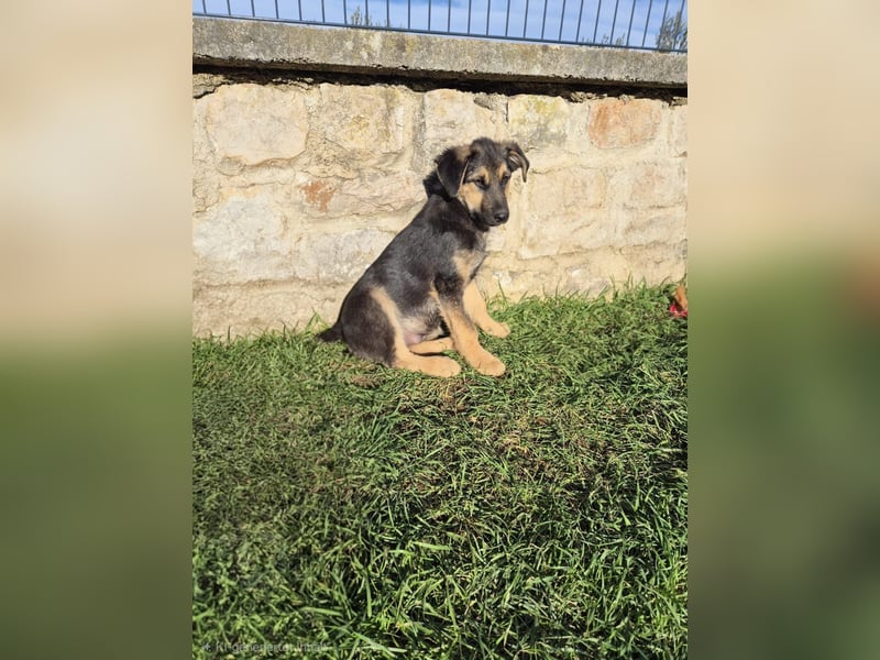 Stevie Welpe Schäferhund Mischling Rüde Junghund sucht Zuhause oder Pflegestelle