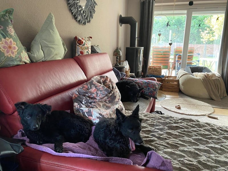 Yuna kroatischer Schäferhund Mischling Hündin sucht Zuhause für immer