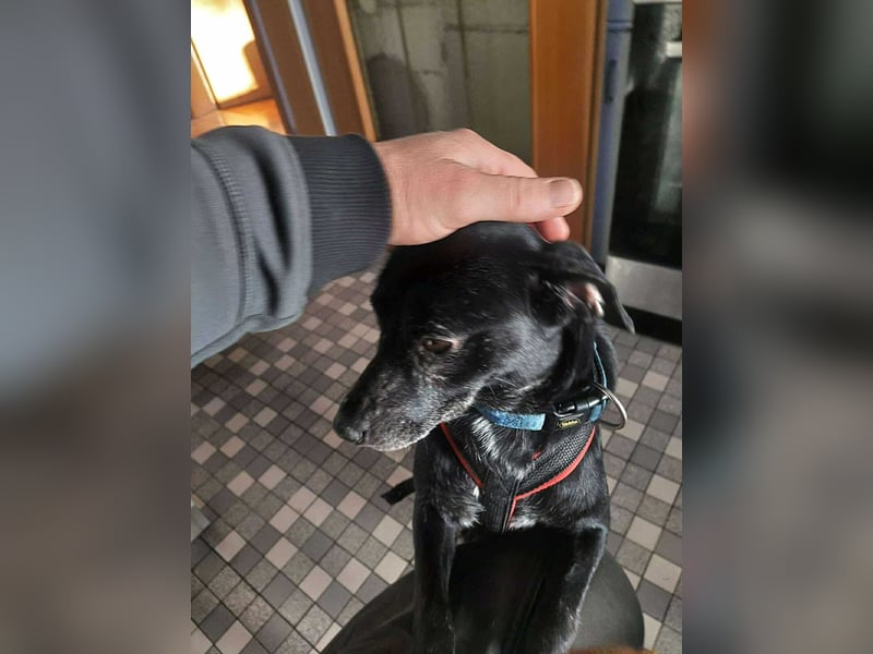 Molly kleine Mischlingshündin Mischling Hündin sucht Zuhause für immer