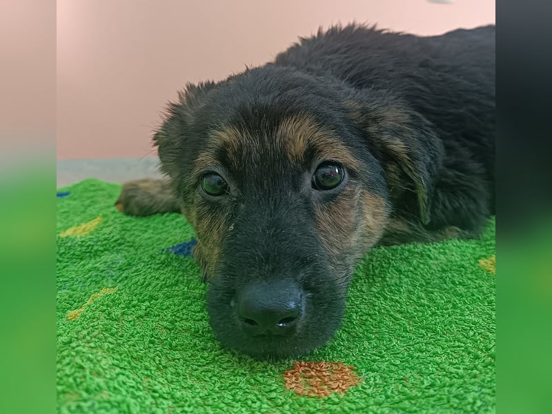 Turbo Welpe Mischling Rüde Junghund sucht Zuhause oder Pflegestelle