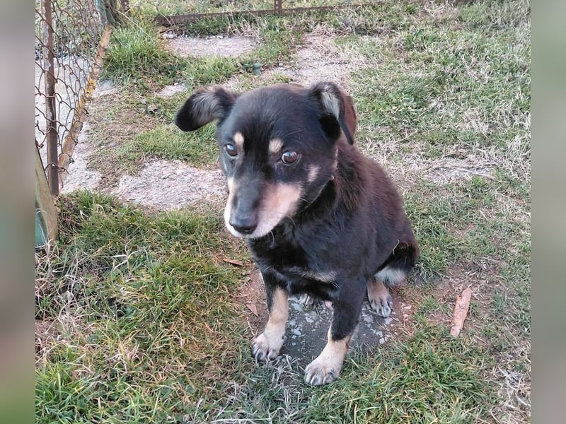 Mogyoró sucht ein Zuhause