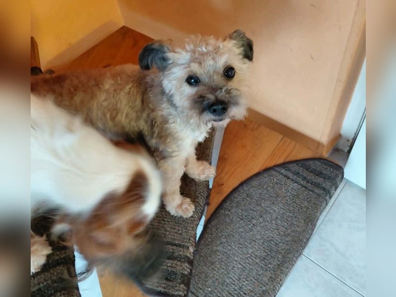 Maci sucht ein Zuhause
