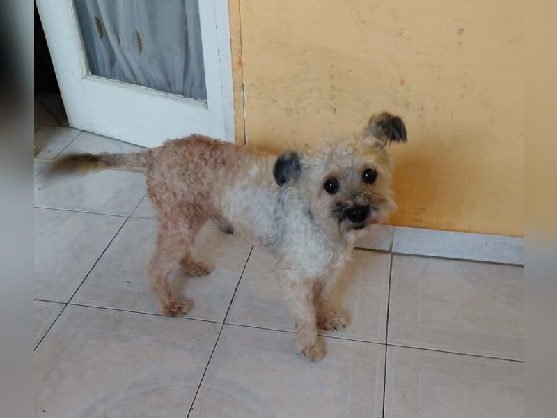 Maci sucht ein Zuhause