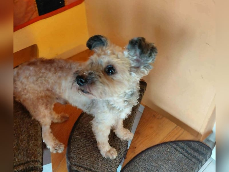 Maci sucht ein Zuhause