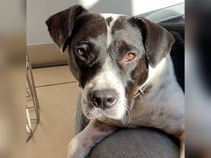 Szuki wartet auf eine zweite Chance