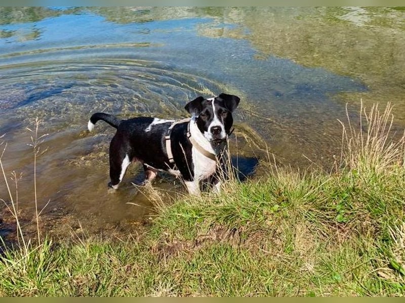 Szuki wartet auf eine zweite Chance