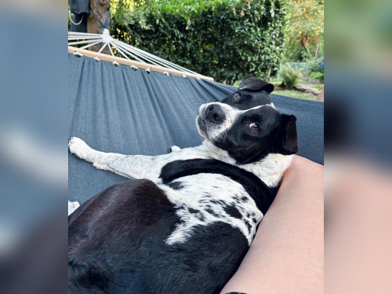 Szuki wartet auf eine zweite Chance